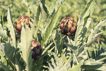 A close up view of ripe Artichoke (Cynara cardunculus ) in a field of Artichokes. Spring time