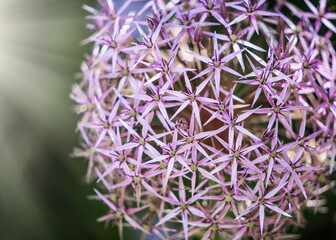 Stars of Persia Allium Christophii perennial bearing umbels contain up to 100 star shaped fuchsia...