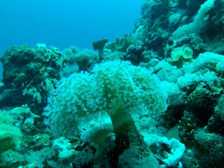 soft coral in the reef