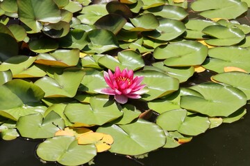 nice fresh water lilly