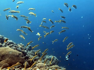 fishes in the coral reef