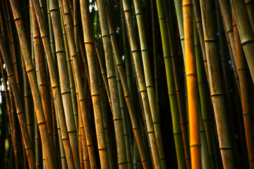 A group of dark bamboo