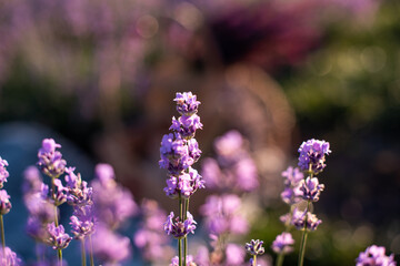 close-up shot of lavender field