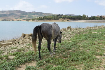 Beautiful gray mare (Equus ferus caballus)