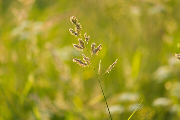 grass in the wind in green meadow