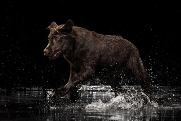 Portrait of chocolate color big Labrador dog in water splashes and drops posing isolated over dark background. Beauty and grace.
