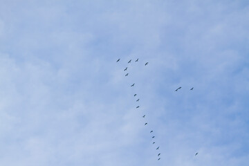 flock of birds in blue sky with clouds
