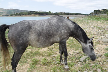 Beautiful gray mare (Equus ferus caballus)