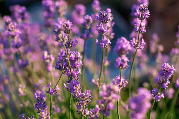 close-up shot of lavender field