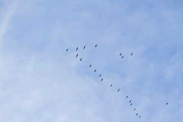 flock of birds in blue sky with clouds
