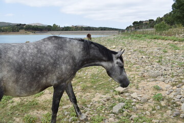 Beautiful gray mare (Equus ferus caballus)
