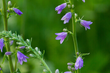 Bluebell blooming flowers close view