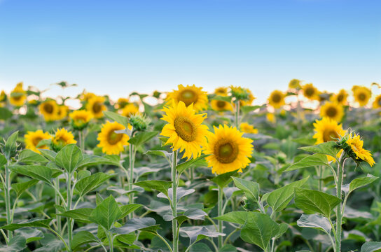 Sunflower field. Sunflowers field against clear blue sky