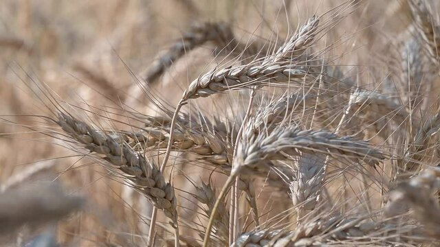 donna campo di grano