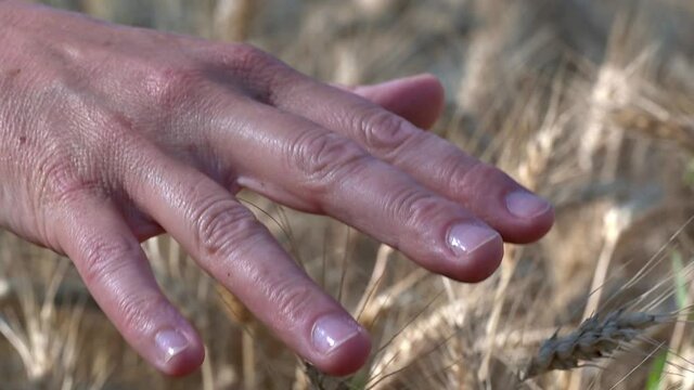 donna campo di grano
