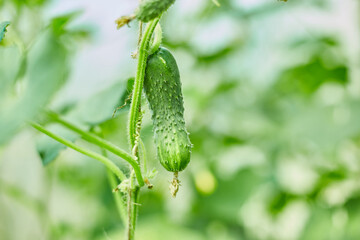 Ripe cucumbers seedling growing in greenhouse ready for picking, Young plant cucumber with yellow flowers in fall season