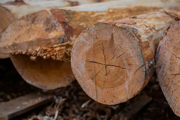 Wooden sawn logs on ground - outdoor, summer time - close up view. Logging, environment and resource concept