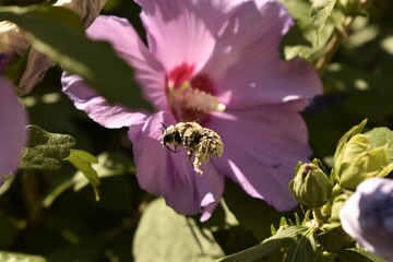 bee on a flower