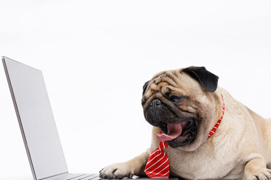 Portrait of happy dog of the pug breed office worker in a tie. Dog looking at laptop. White background. Free space for text.