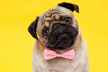 Portrait of adorable, happy dog of the pug breed. Cute smiling dog in  tie butterfly on yellow...