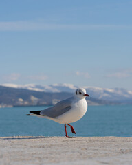 Seagull