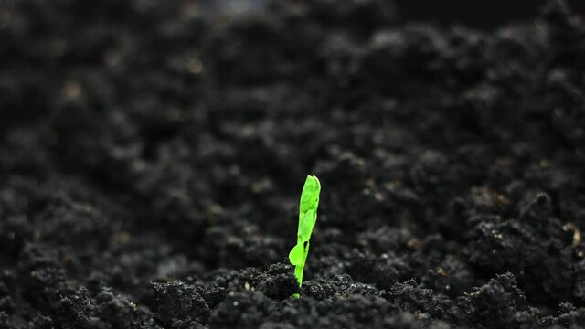 Germinating Seed Growing in Ground Agriculture Spring Summer Timelapse, sprouts germination, Pea Plant in greenhouse agriculture