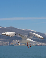 Fototapeta na wymiar Seagull takes off