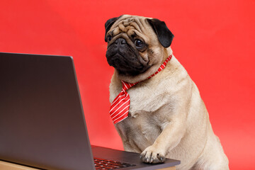 Portrait of happy dog of the pug breed office worker in a tie. Dog looking at laptop. Red background. Free space for text.