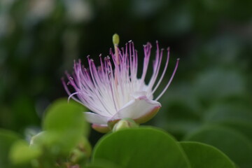 Flower and leaves of bush caper (Capparis spinosa)