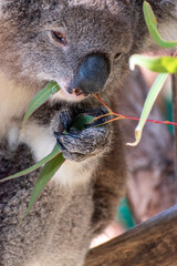 Closeup of a koala munching on eucalyptus leaves - obrazy, fototapety, plakaty