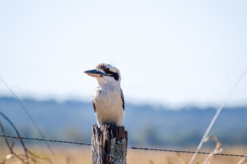 Soft focus of a kookaburra bird perched on a wood fence post