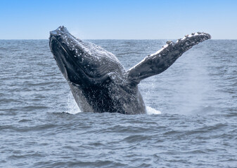 Closeup of a beaching humpback whale at sea