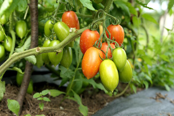 Tomatoes ripening on plant branch in vegetable garden.