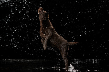 Portrait of chocolate color big Labrador dog in water splashes and drops jumping isolated over dark...