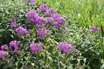 flowers in the garden