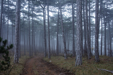 misty forest in the morning 