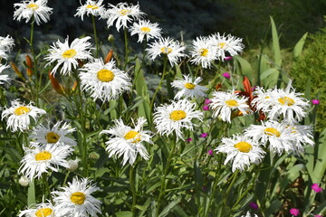 Fototapeta premium field of daisies