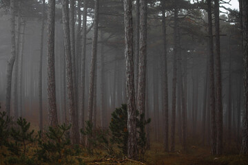 misty autumn forest .trees in the mist