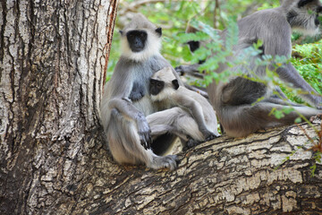 Obraz premium life in the Monkey baby and mother in life