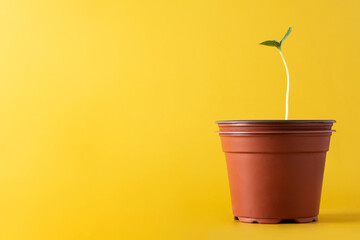 Watermelon seeding growing in a pot on yellow background. Copy space