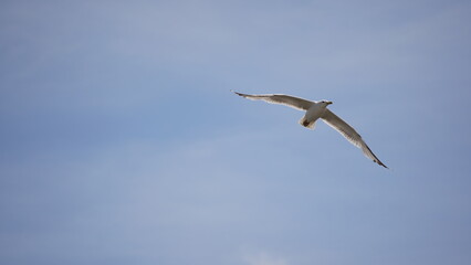 A seagull in flight