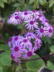 leaf - flower - pink - green - nature - plant