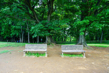 木陰のベンチ 大塚・歳勝土遺跡公園（神奈川県横浜市都筑区...