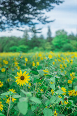 Obraz premium 向日葵