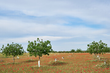 Pistachio trees field
