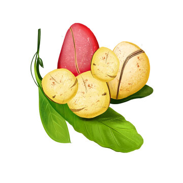 Kola nut fruit of Thai, tropical exotic food, dieting snack illustration isolated. Drawing of kola nut, natural stimulant, coke ingredient, botanic. Kola tree. Caffeine-containing nut Digital art.