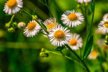 field daisies macro on a sunny day  © Dva4e_410