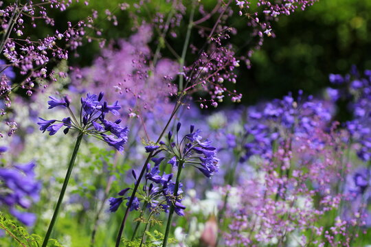 African Lily and Meadow Rue (Agapanthus Orientalis and Thalictrum Delavayi)
