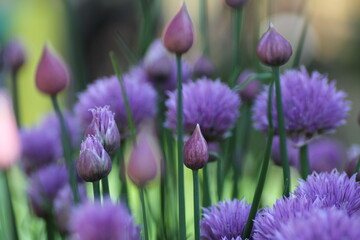 Chives (Allium Schoenoprasum) 