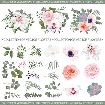 Vector floral compositions. White lily, orchids, pink roses, succulent, anemone, Asian buttercup, ranunculus, pink gypsophila, eucalyptus, green plants and leaves. All flowers and plants are isolated 